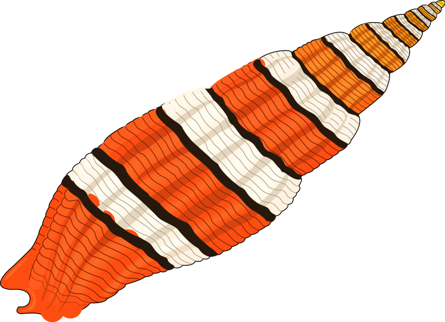 Seashell 01 Medium 600pixel Clipart, Vector Clip Art - Clip Art Seashell (900x652)