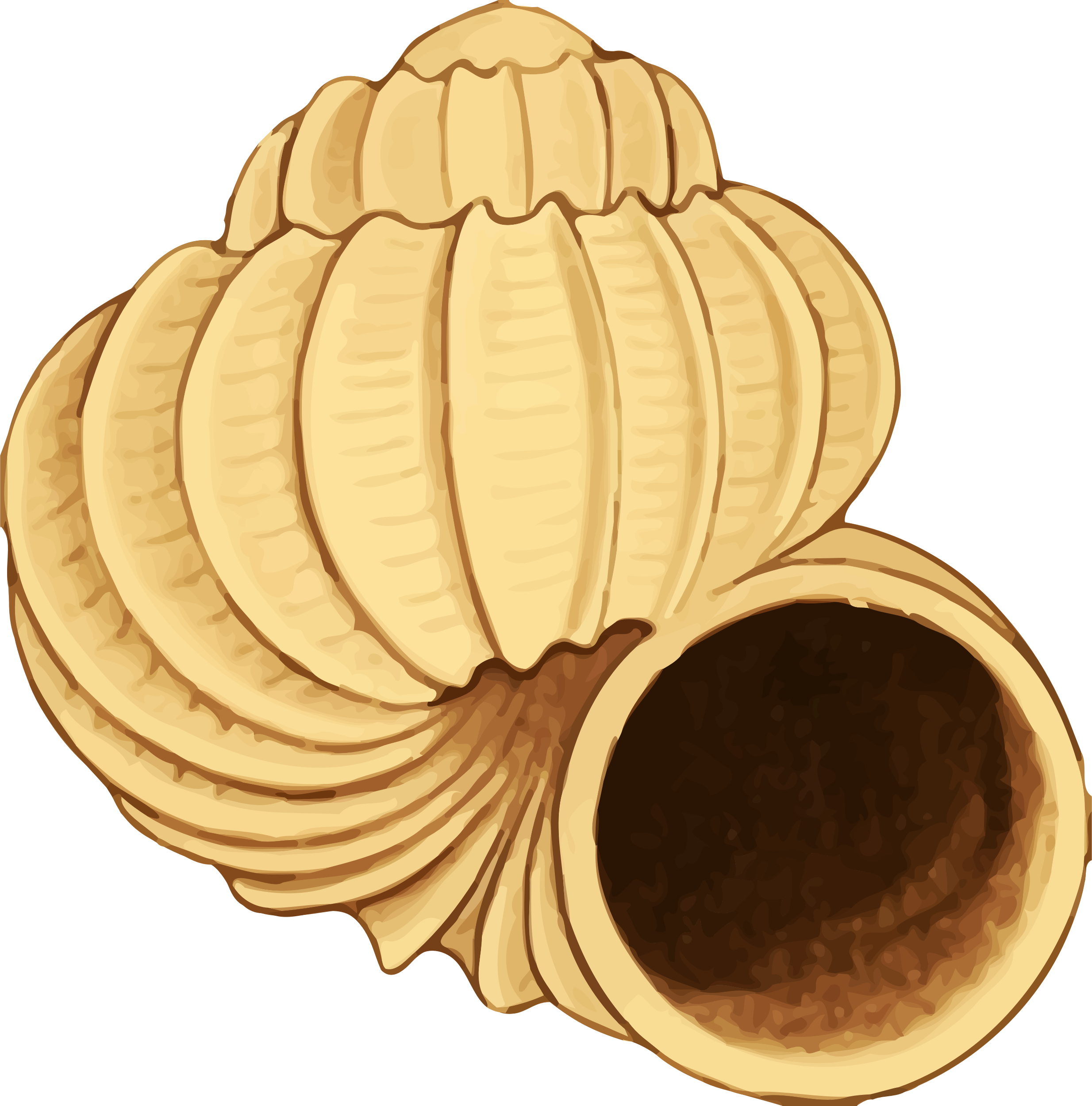 Big Image - Sea Shell 38 (2468x2500)