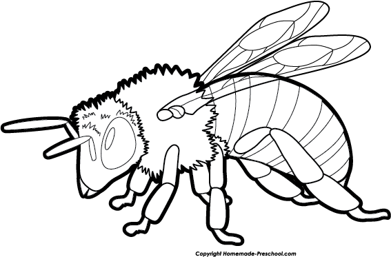 Bee Clip Art - Clip Art (567x373)