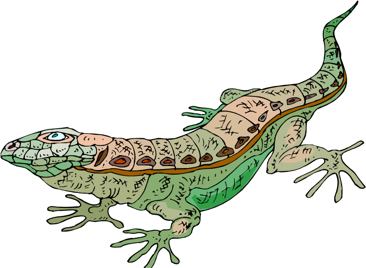 Cartoon Lizard Clipart - Clip Art (750x551)