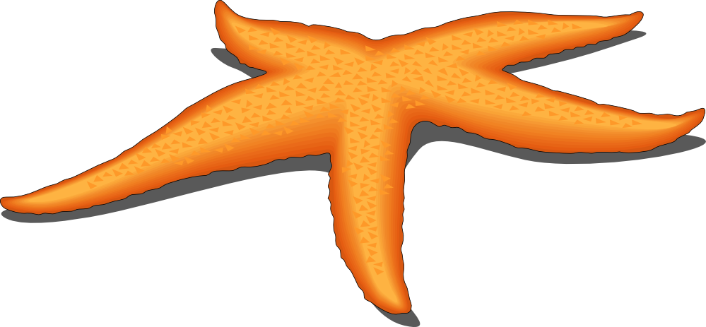 Related Clip Art - Starfish Cliparts (999x463)