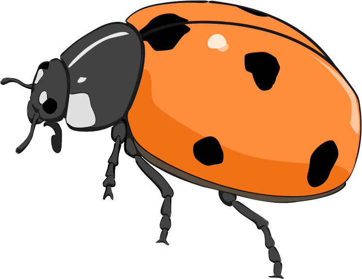 Ladybug Lady Bug Clip Art Bug Flower Leaf Branch Clipart - Orange Lady Bug Clip Art (2233x1723)
