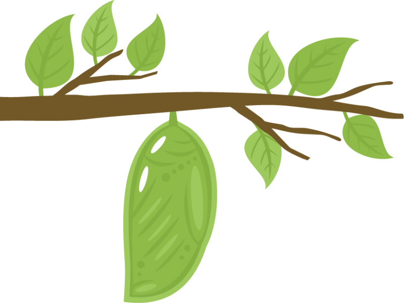 Chrysalis Svg Cutting File Chrysalis Svg Cut File For - Cocoon Clipart (800x600)