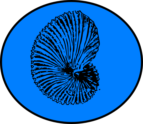 Blue Shell Clip Art At Clkercom Vector Online - Fossils Transparent Png (600x521)