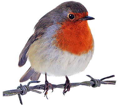Robin Clipart - Robin Bird Png (384x360)