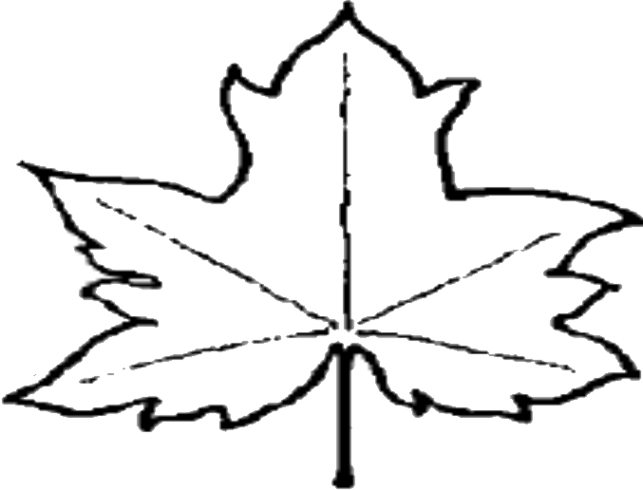 Maple Leaf Outline Clipart 3 Clipart - Outline Of A Leaf (643x490)