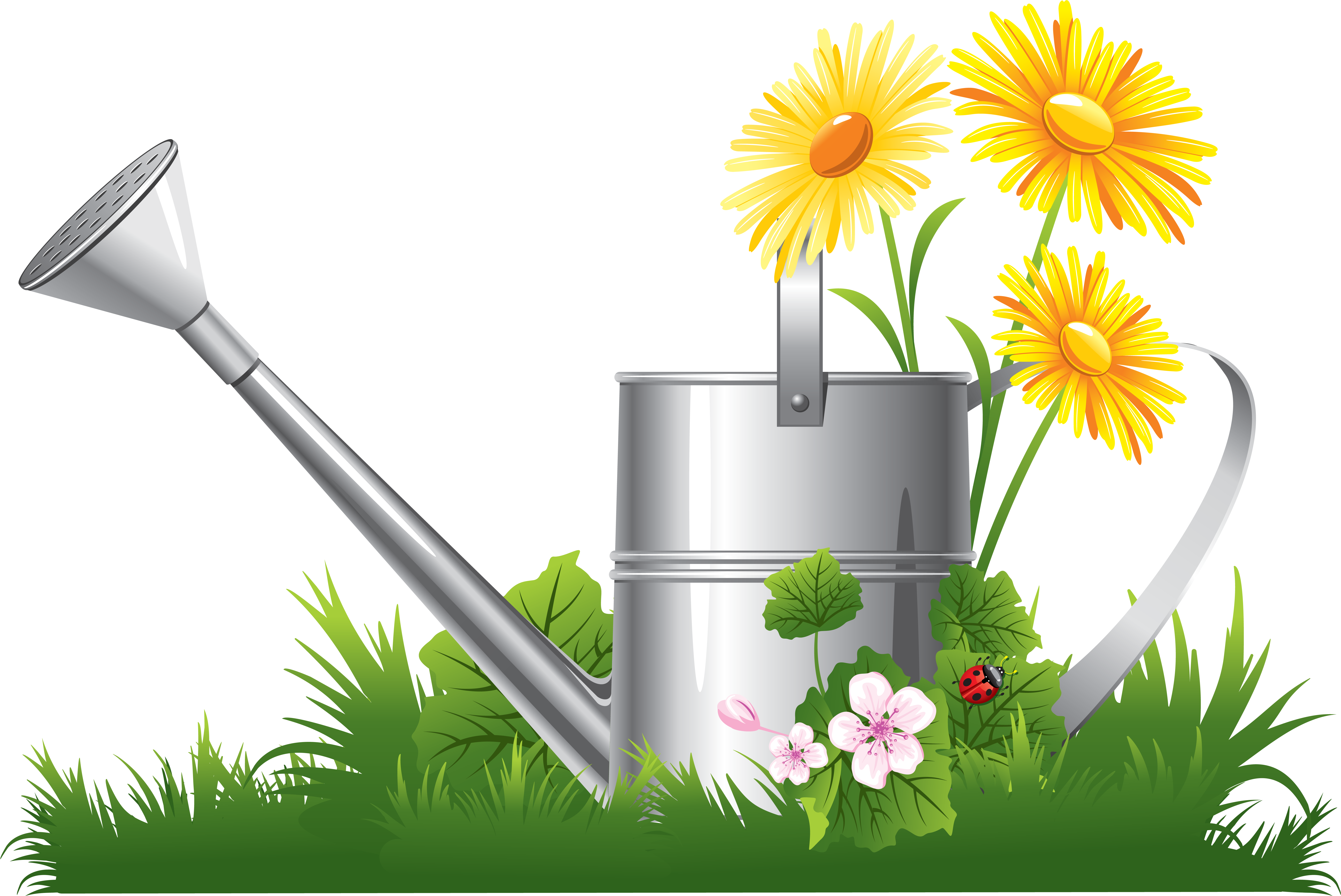 Chamomile Clip Art - Spring Flower Clipart Png (6540x4445)