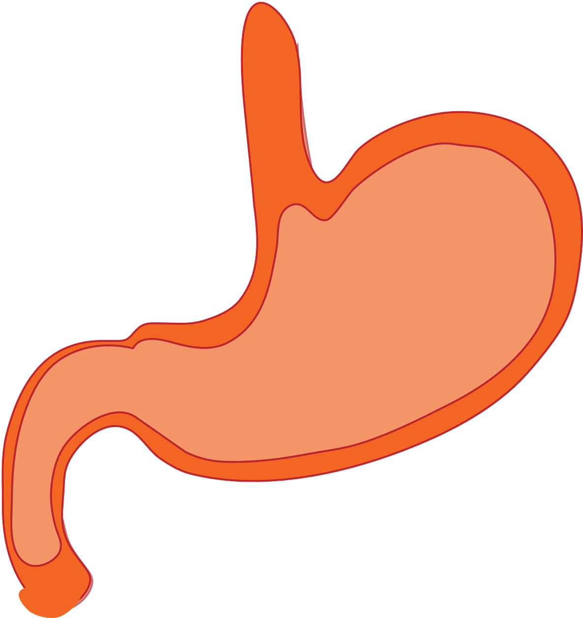 Stomach Anatomy Human Body Biology Science - Cartoon Stomach (1210x1280)