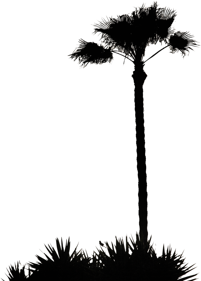 Clip Art Inspiration Palm Tree Silhouette Clip Art - Palm Tree Silhouette .png (900x1200)
