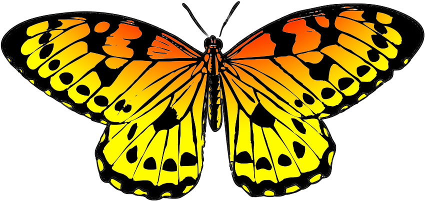 Yellow Butterflies Clipart Gallery Butterfly Pencil - Yellow Orange Black Butterfly (893x591)