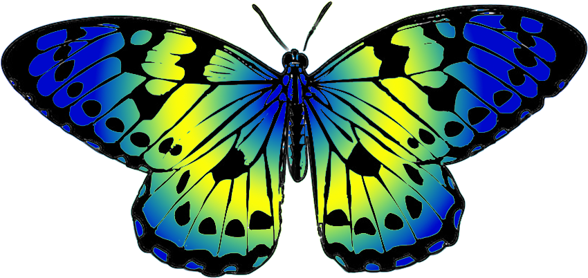 Butterfly Clip Art - Yellow And Blue Butterfly (893x591)
