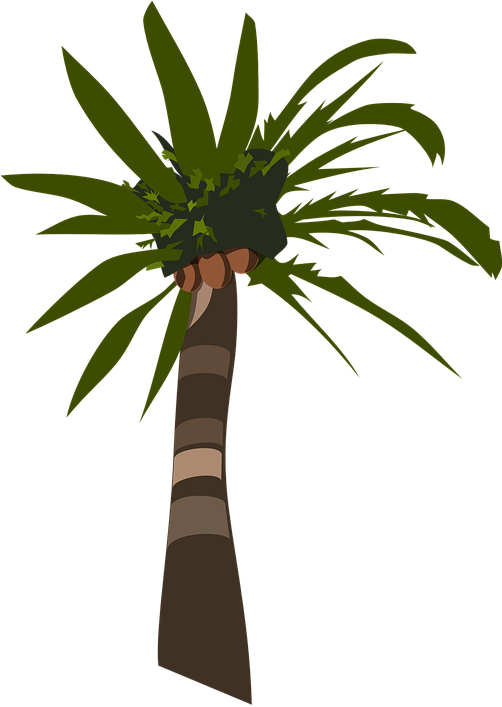 Palm Tree Clipart Pohon - Palm Tree Clip Art (501x720)