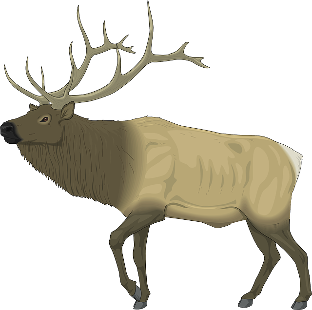 Large, Body, Moose, Animal, Mammal, Antlers - Elk Clip Art Free (640x636)