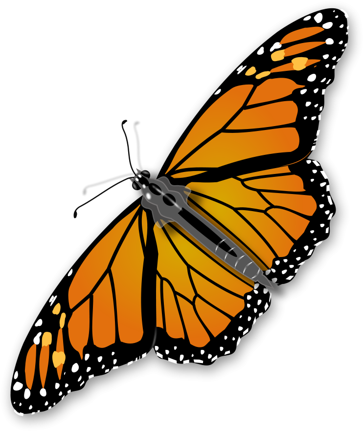 Insect Clipart Free Images 2 Image - Titli Png (800x923)
