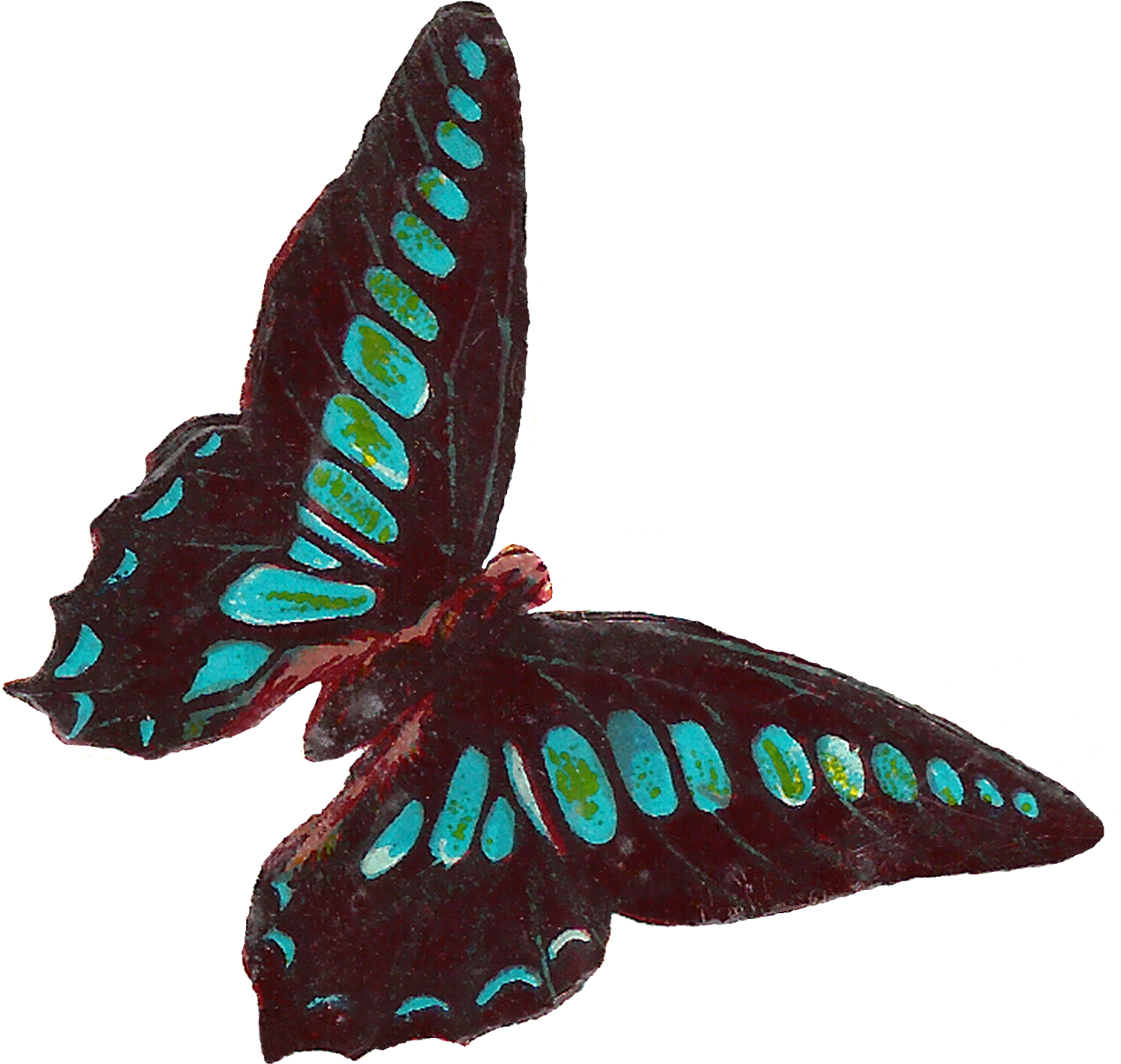Digital Butterfly Moth Clip Art Downloads - Clip Art (1600x1566)