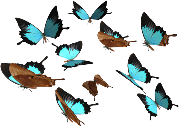 Madetobeunique 1,248 437 Peacock Royal Butterfly Png - Butterfly .png (600x420)