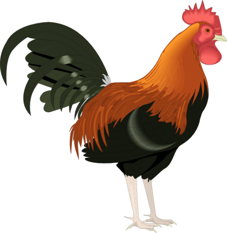 Permalink To Rooster Clipart Free Moose Clipart - Rooster Clipart (728x746)