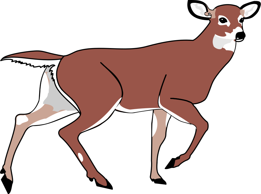 Deer Clip Art - Animated Deer Png (900x670)