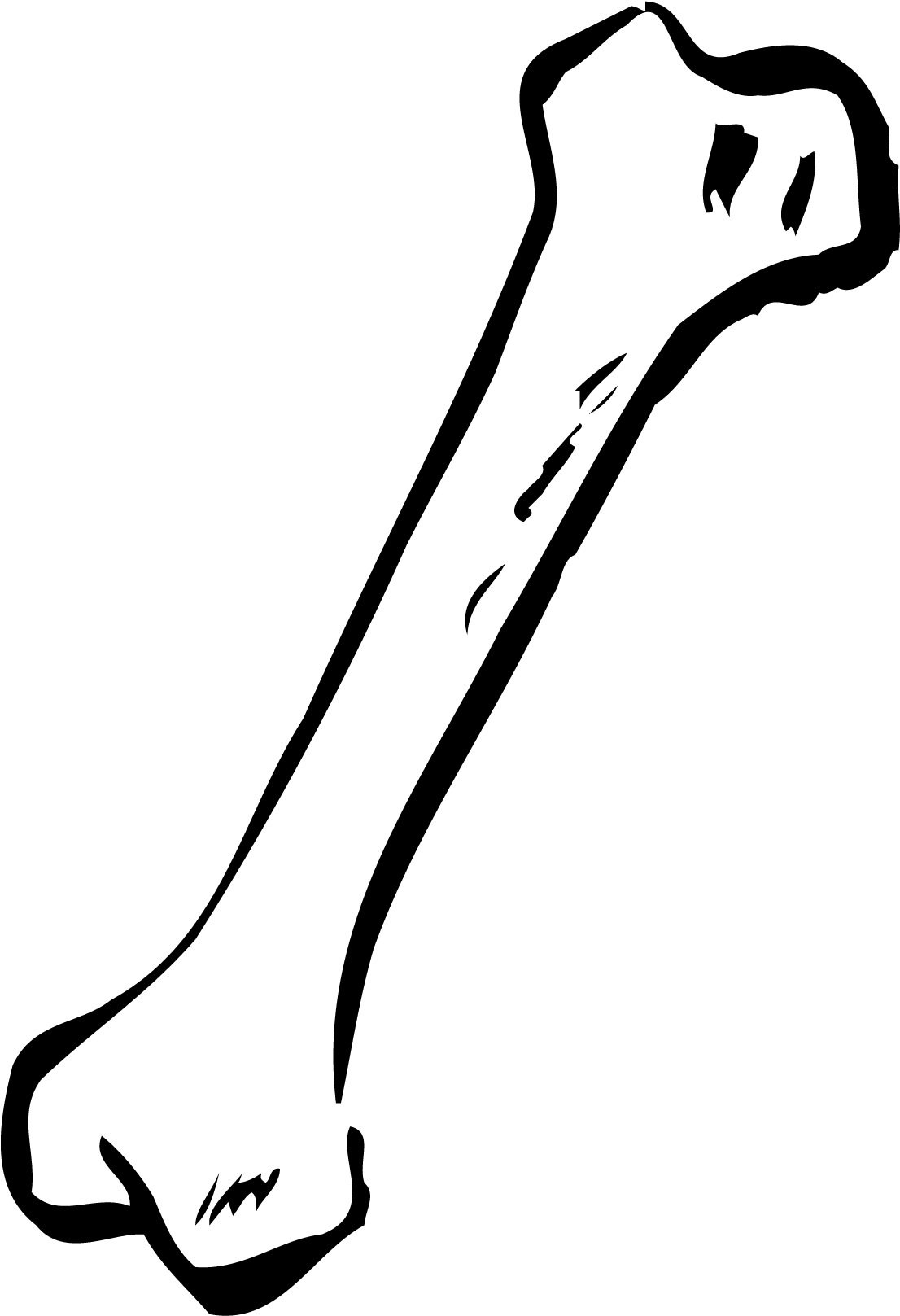 T-bone - Clipart - Bone Clipart (1200x1728)