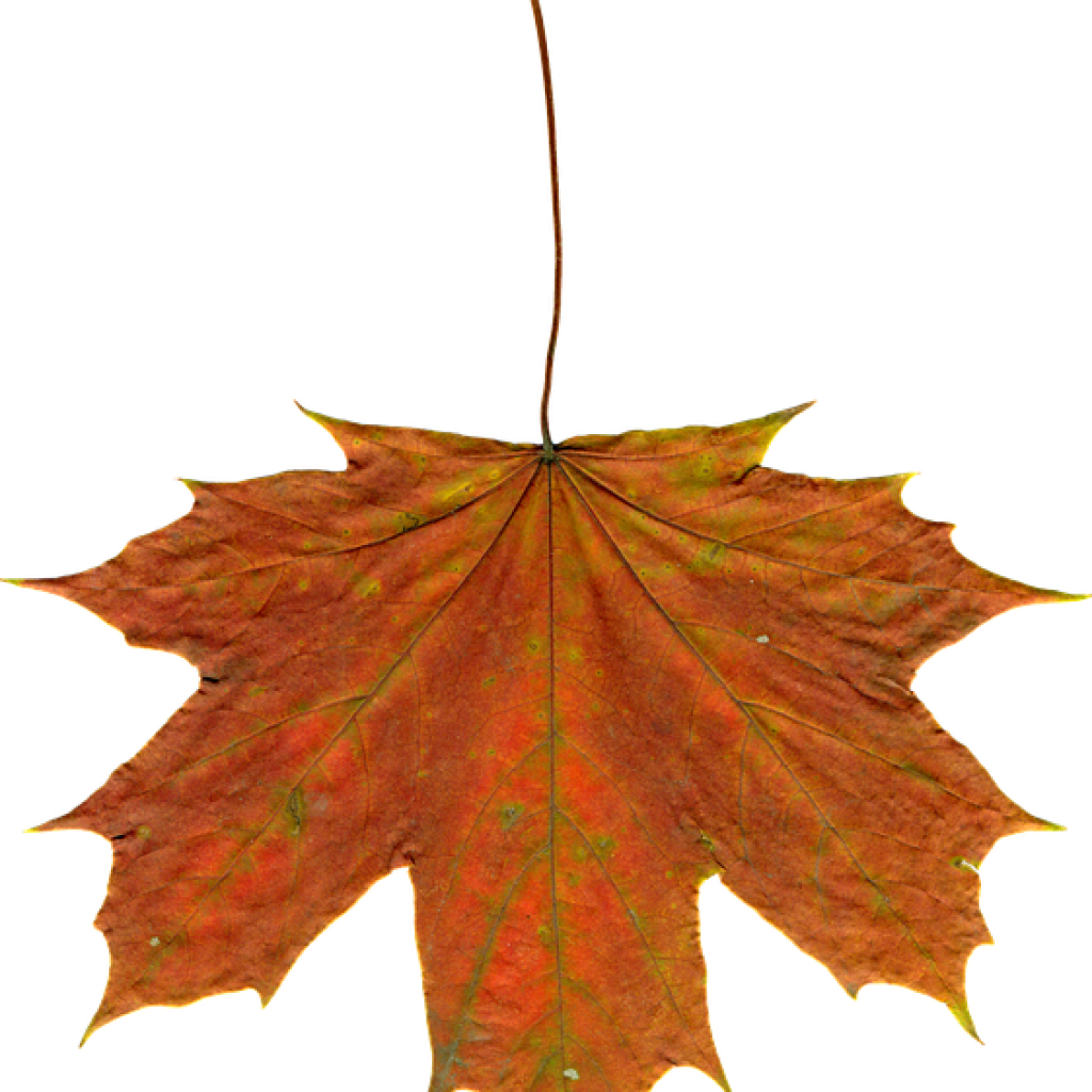 Autumn Leaves Clipart Leaves Autumn Clipart Free Photo - Leaf (1024x1024)