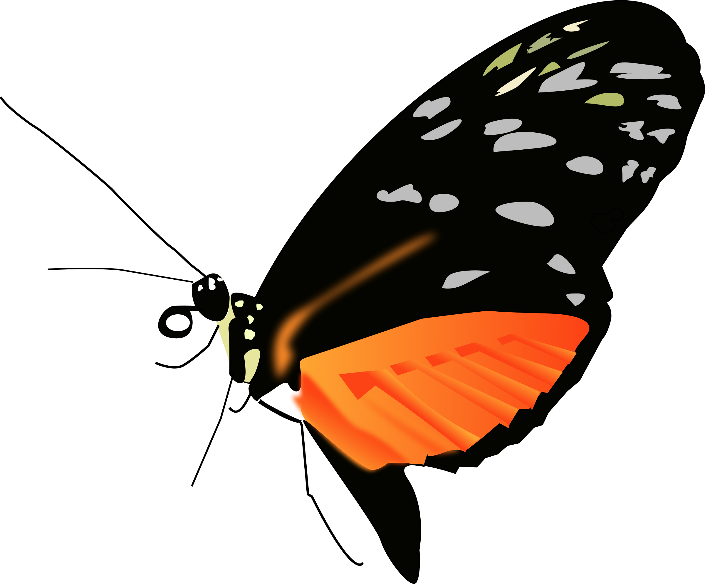 Big Image - Black And Orange Butterfly Shower Curtain (2400x1990)