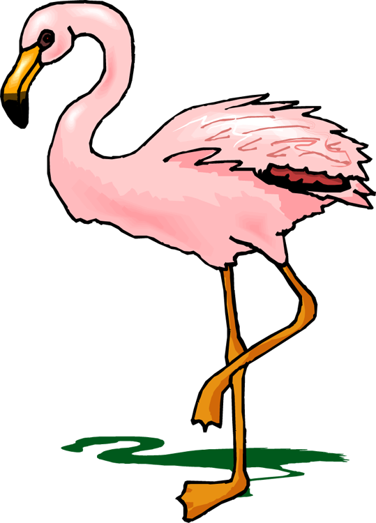 Flamingo Clipart - Cartoon Transparent Flamingo (539x750)