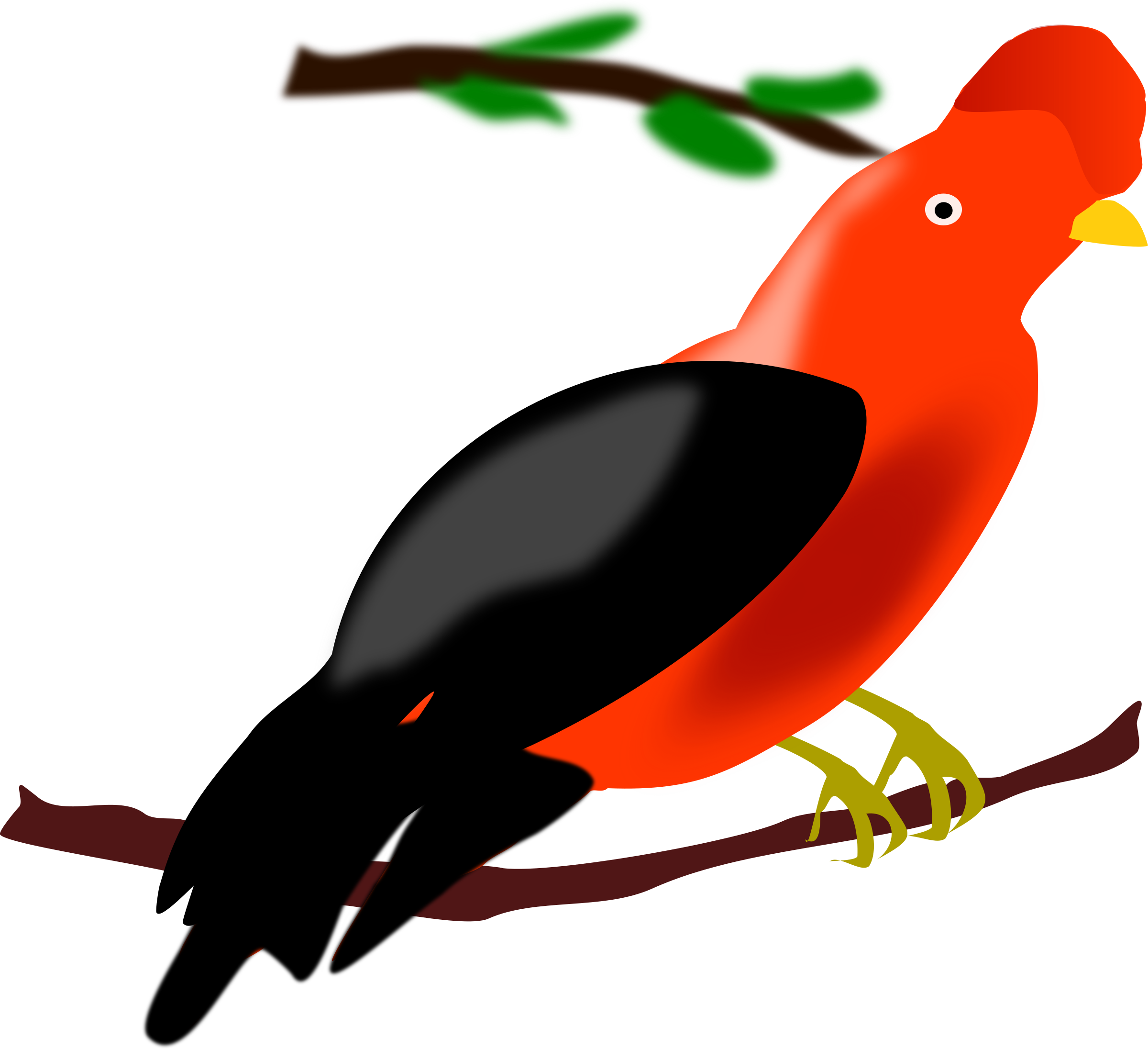 Big Image - Andean Cock Of The Rock Drawing (2400x2192)