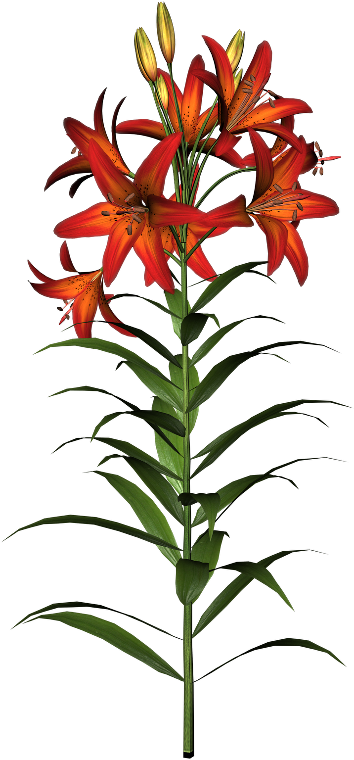 Easter Lilies Clipart Transparent Png - Asiatic Lily Clip Art (1132x1600)