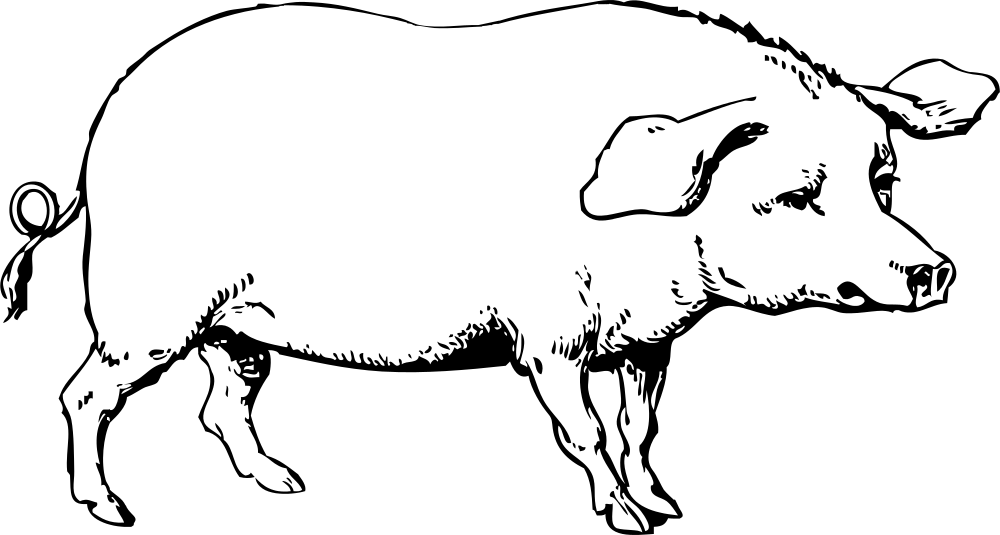 Pig Black And White (1280x684)