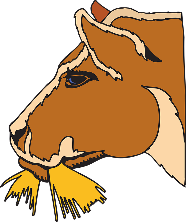 Cow Eating Hay Clipart (605x720)