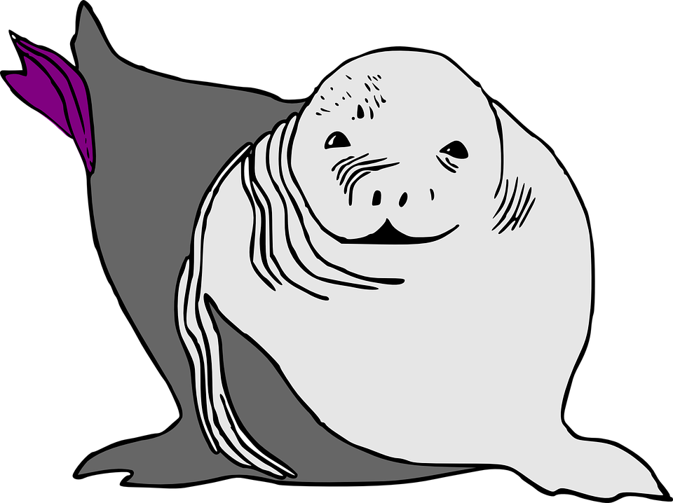 Seal Clipart Ocean - Cartoon Baby Sea Lion (960x718)
