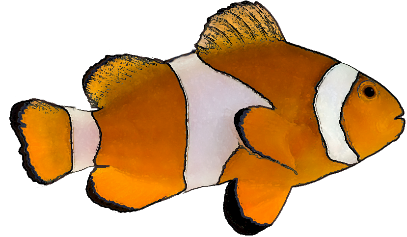 Tropical Fish Clip Art - Clown Fish White Background (873x527)
