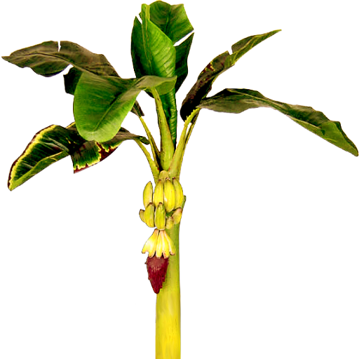 Banana Tree Clipart Black And White Clip Art Library - Single Banana Tree Hd (512x512)