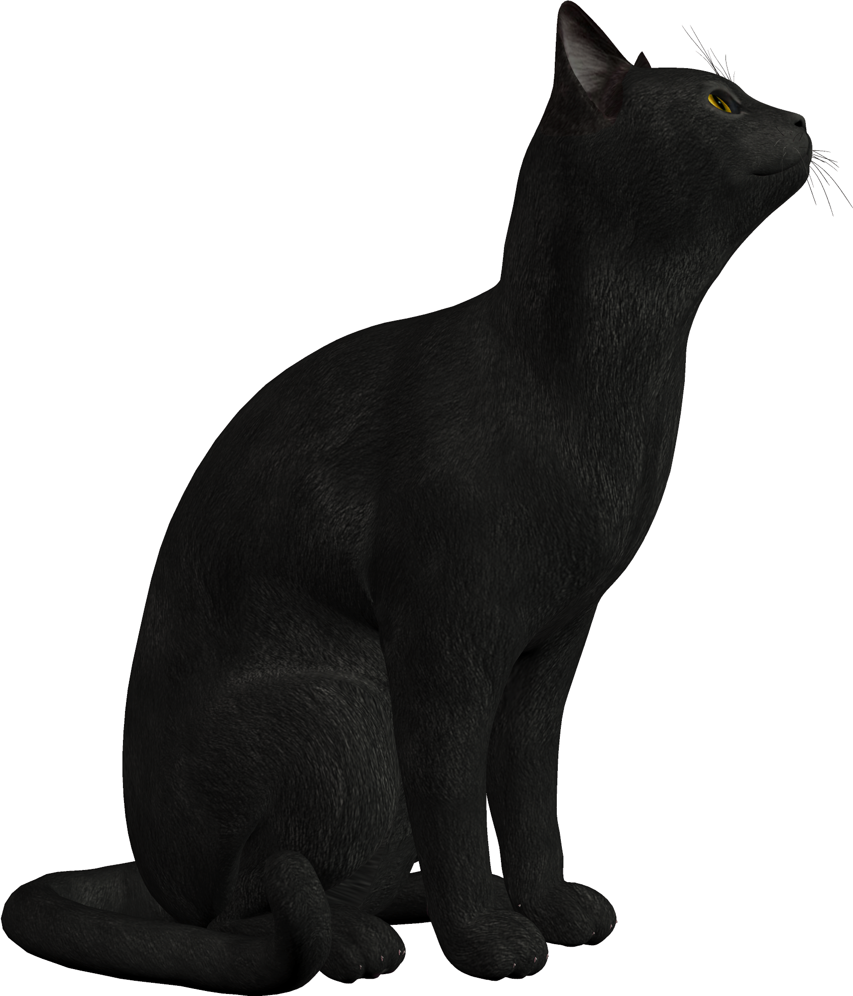 Black Cat Png Clipart 552 - Black Cat Png (1745x2000)