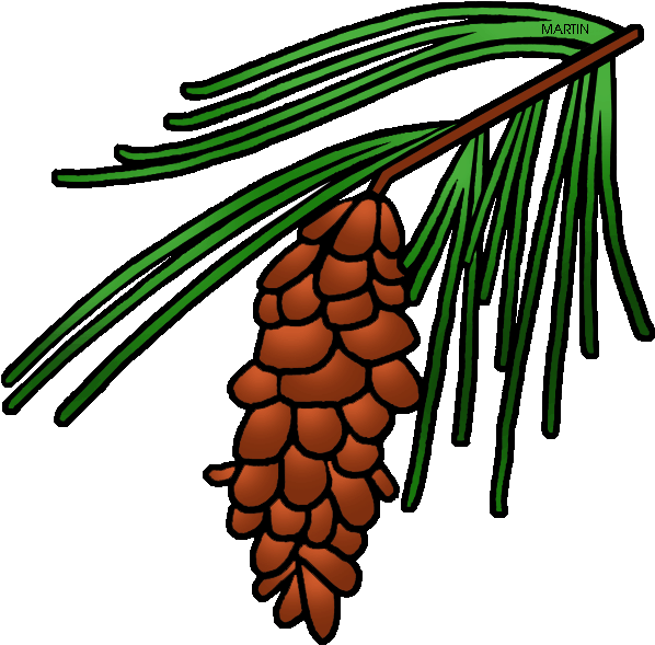 Pine Tree Clipart North Carolina - Pine Cone Tree Clipart (642x648)