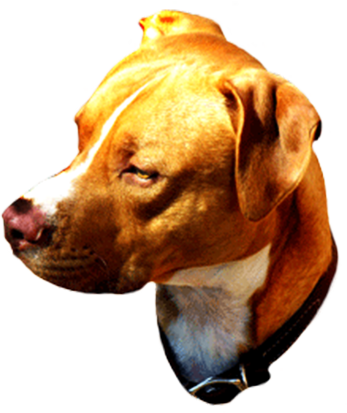 Head Of Brown Dog - Pit Bull (347x413)