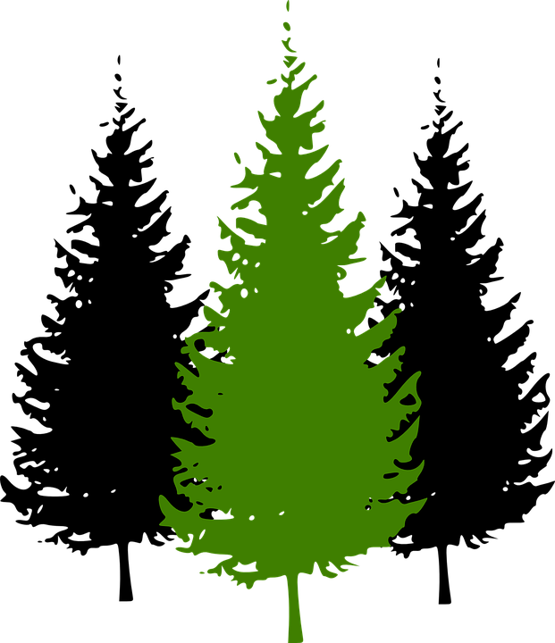 Fir Tree Clipart Conifer - Pine Tree Silhouette (621x720)