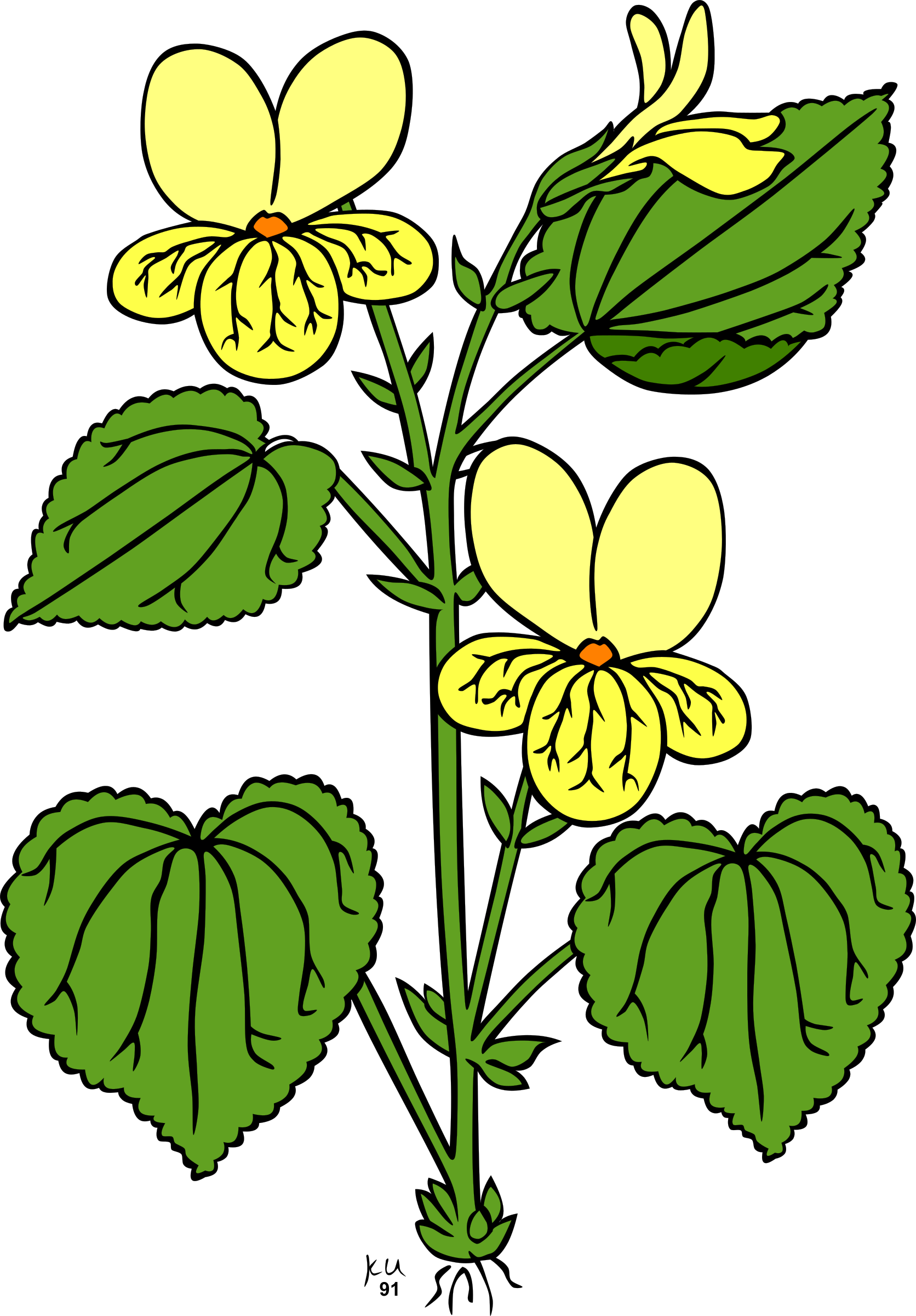 Plant With Leaves And Flowers (1672x2400)