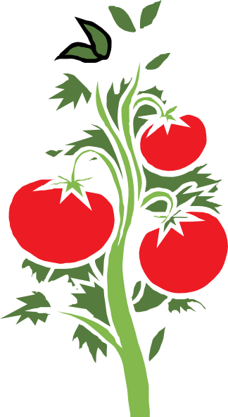 Tomato Plant Clipart (324x591)