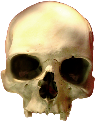 Skull Clip Art Png, Head Skull Png - Skull (360x443)