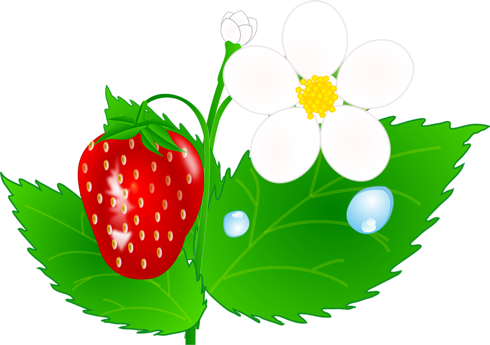 Strawberry Flower Jh Clip Art At Clipart - Strawberry Flower Clipart (960x676)