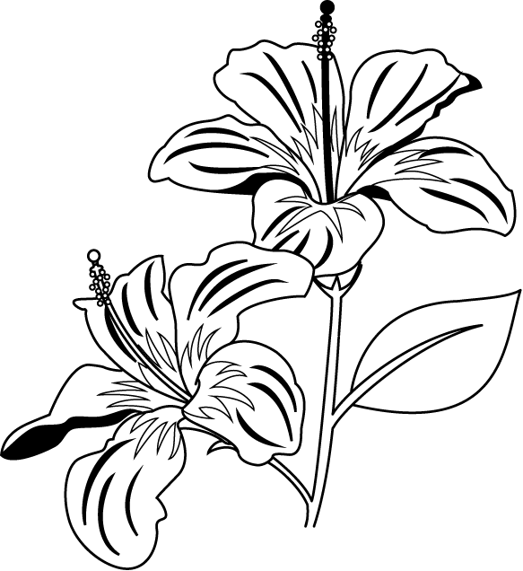 Gumamela Flower Clipart Black And White - Gumamela Clip Art Black And White (583x636)