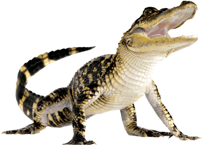 Clipart Info - Crocodile Png (740x525)