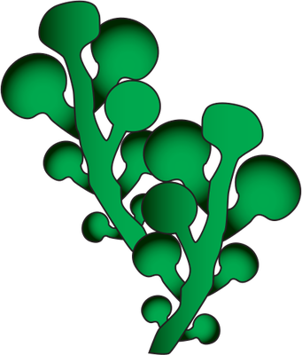 Seaweed Illustration Free Download Clip Art On - Seaweeds Clip Art (341x400)