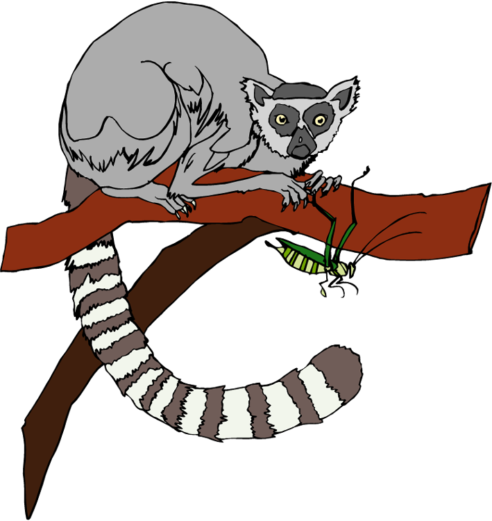 Lemur Clip Art - Clip Art Lemur (709x750)