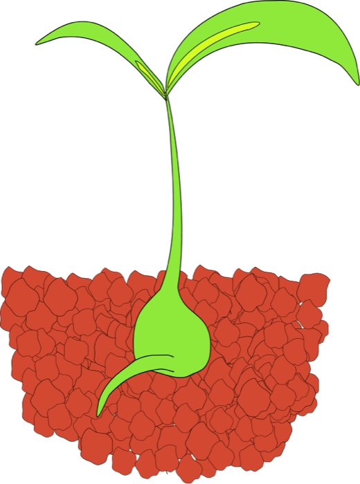 Seedling Sprouting - Seedlings Clipart (536x720)