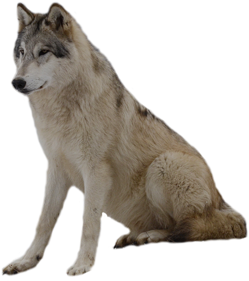 Wolf Png Clip Art - Wolf With Transparent Background (1024x621)