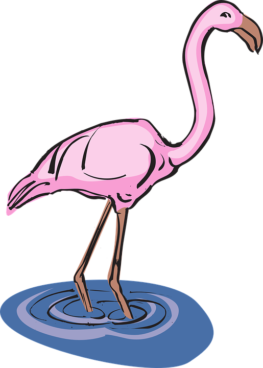 Flamingo In Water Clipart (515x720)