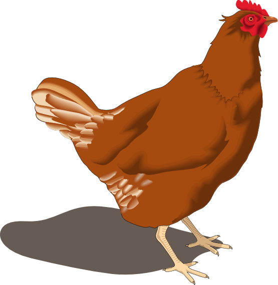Clipart Info - Hen Clipart (555x570)