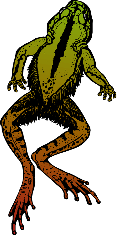 Jumping Frog - Dead Frog Png (374x750)